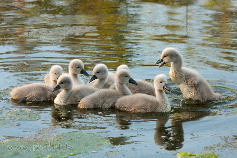 Baby Mute Swans