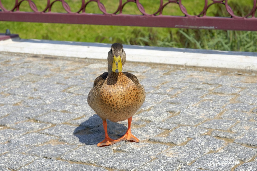 Mallard close-up