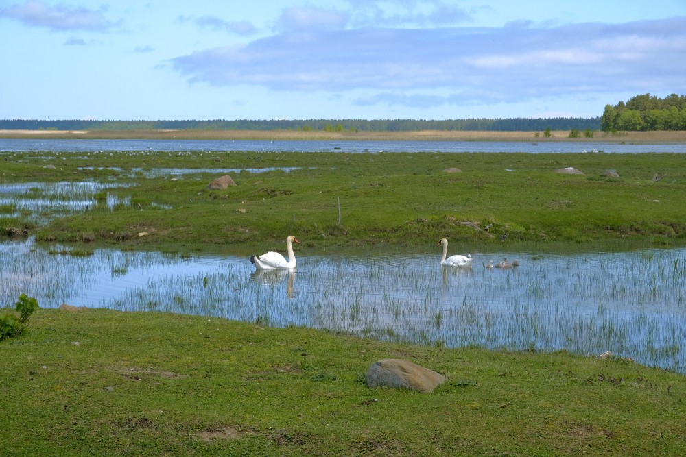A family of Mute Swans in the Nature Park "Engure Lake"