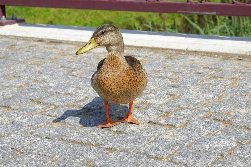 Meža pīles tuvplāns