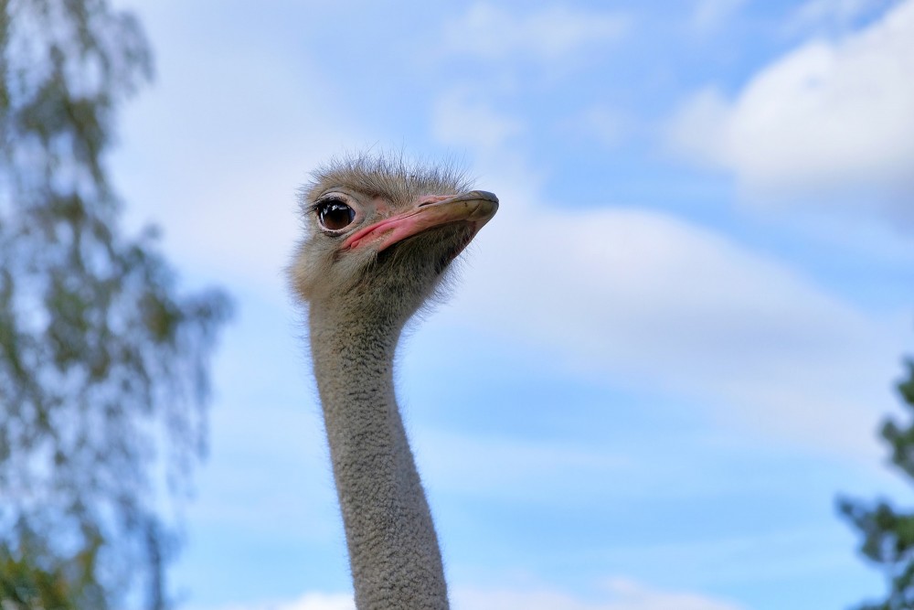 African ostrich head and neck in natural light
