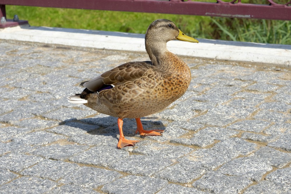 Mallard close-up