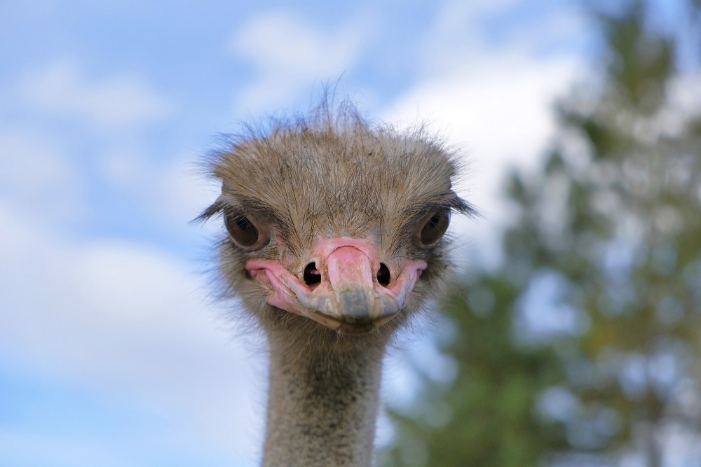African ostrich face close-up front view