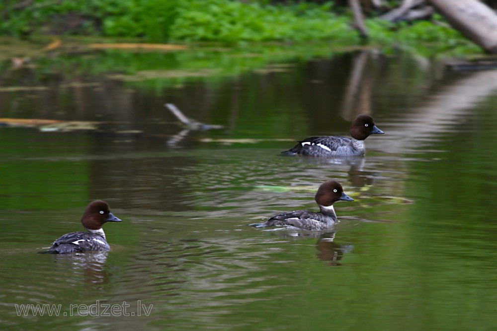 Gaigalas