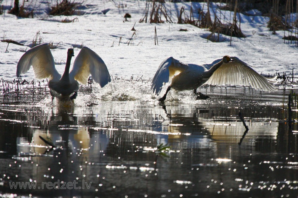 Whooper swan in Spring