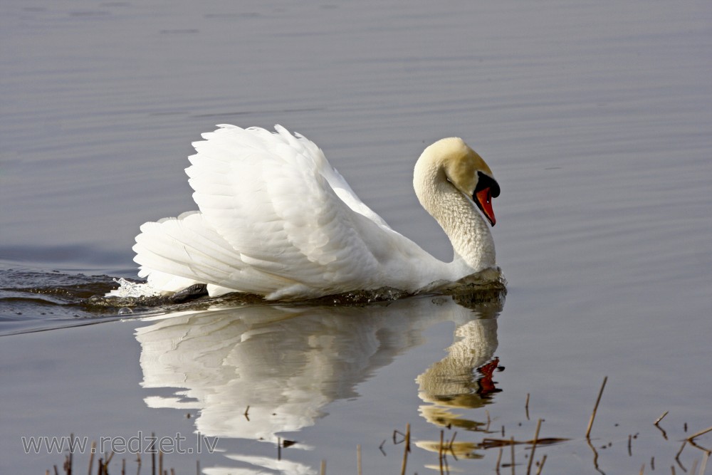 Mute swan