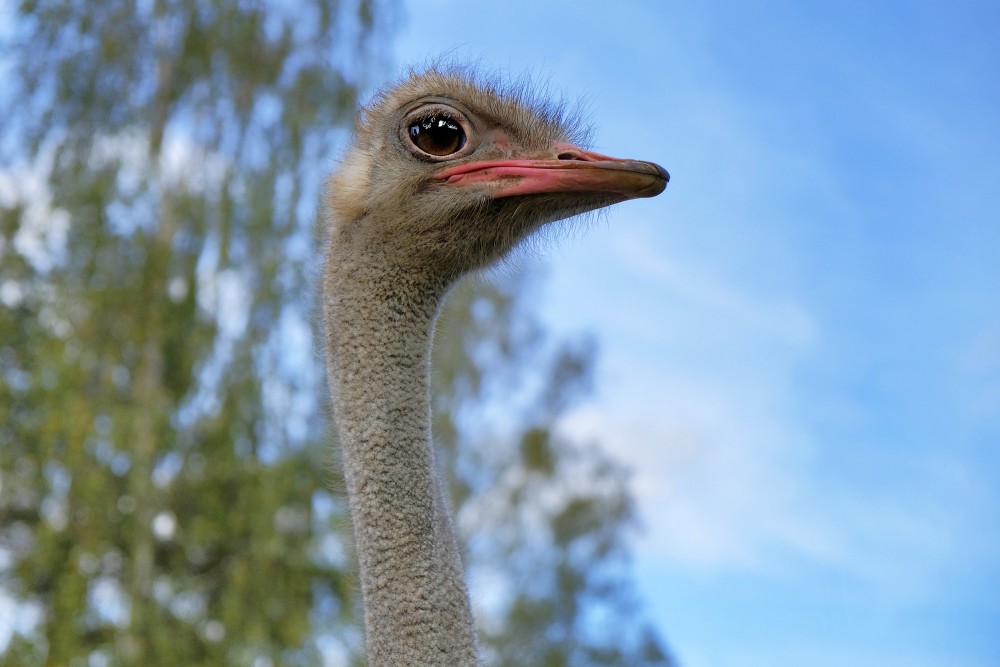 African ostrich head profile in natural environment