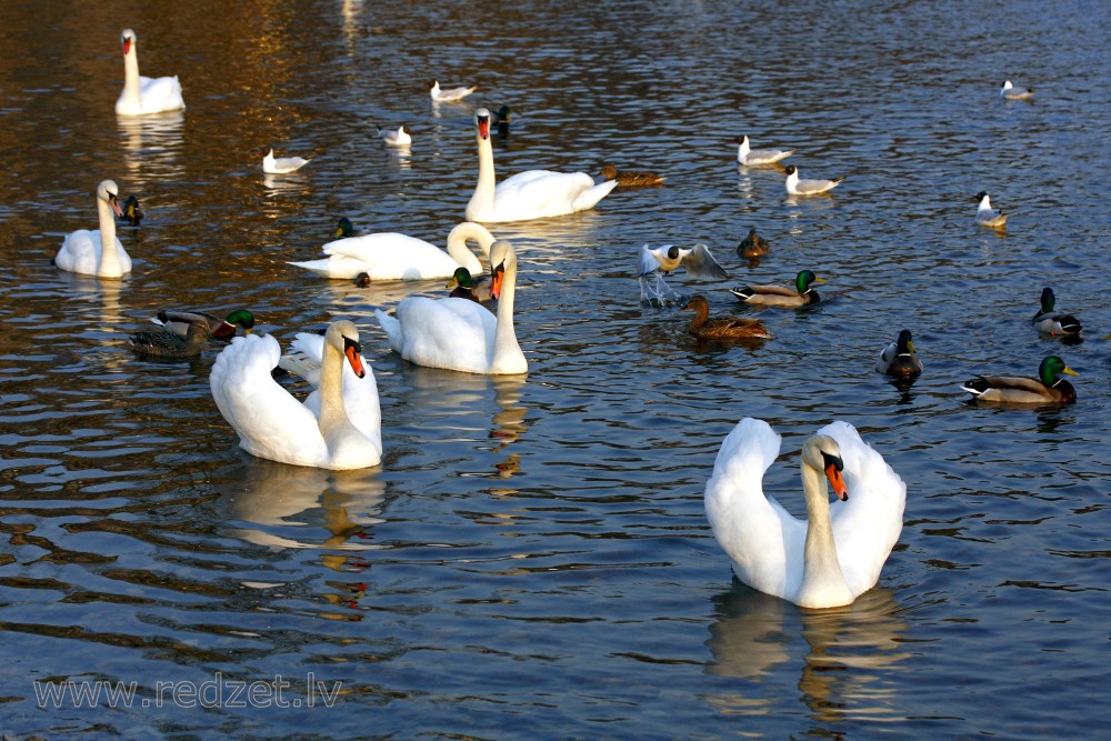 Mute swan and Mallard