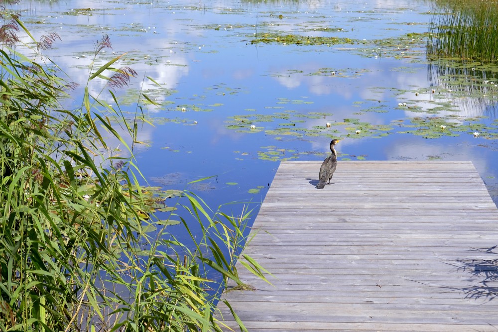 Great cormorant, Kvāpāni ponds