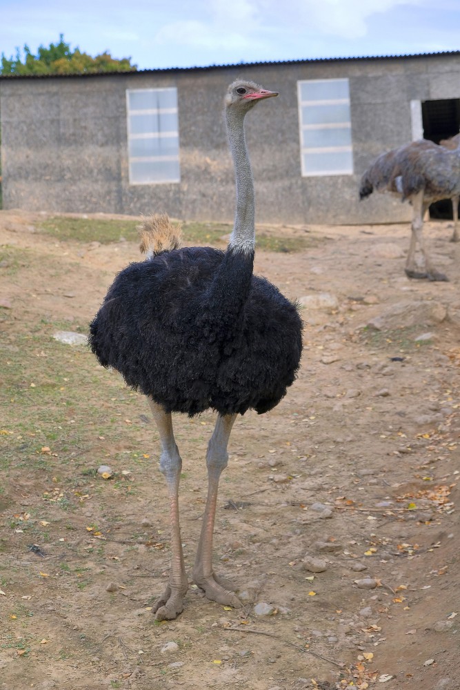 African ostrich full body in rural enclosure