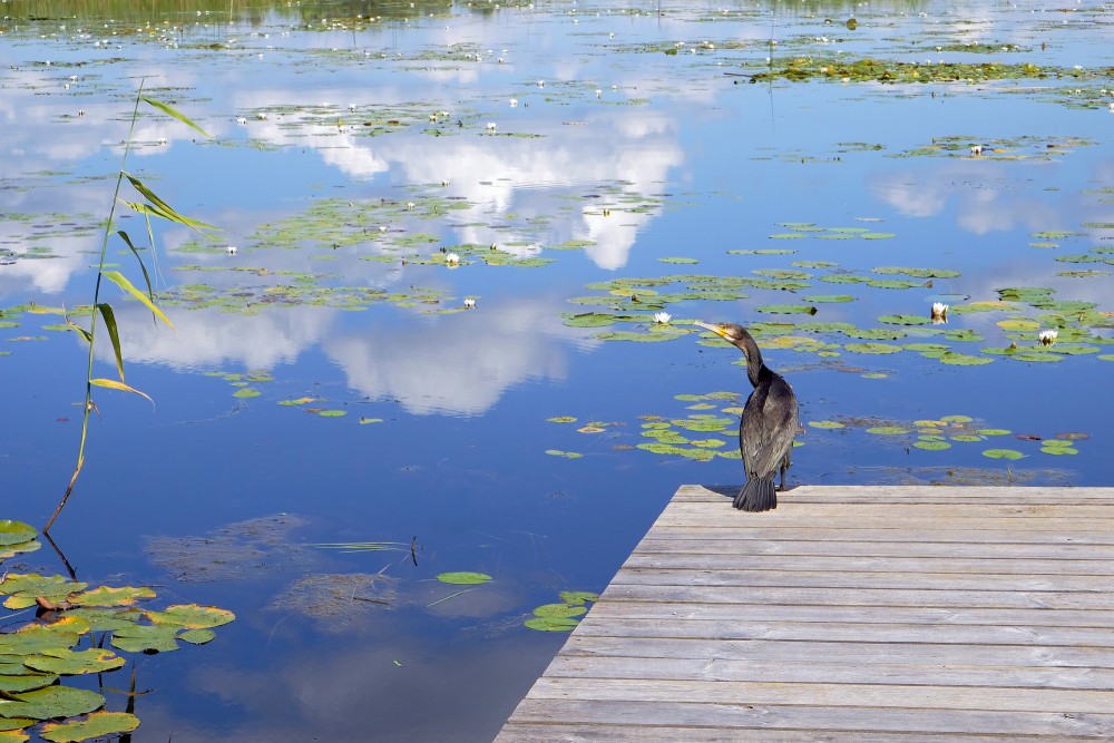 Great cormorant, Kvāpāni ponds