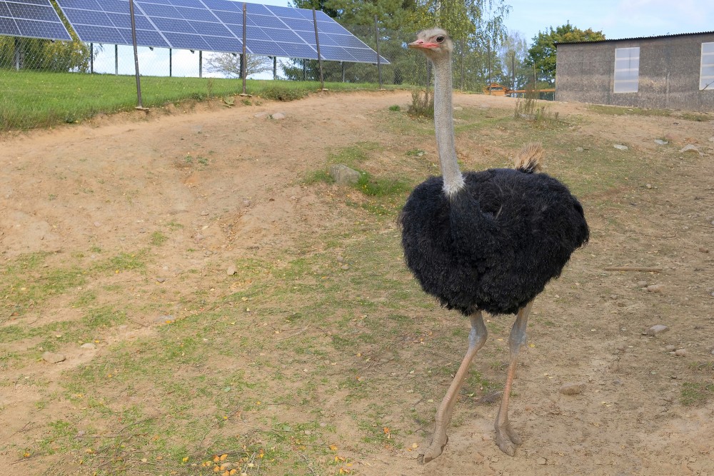 African ostrich in enclosure with open landscape