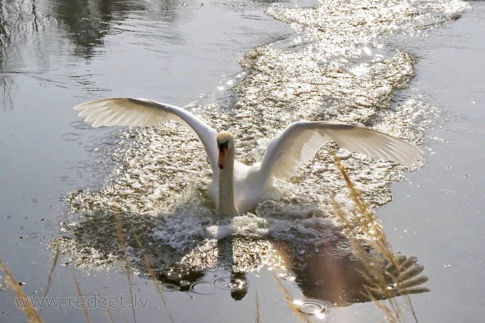 Mute swan