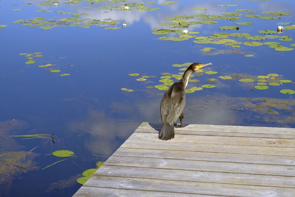 Jūras krauklis (Phalacrocorax carbo)