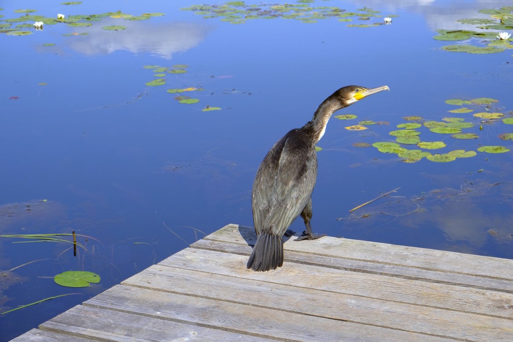 Great cormorant