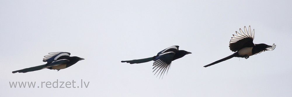 Žagata lidojumā (fotomontāža)