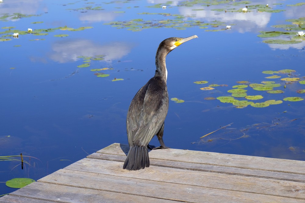 Great cormorant