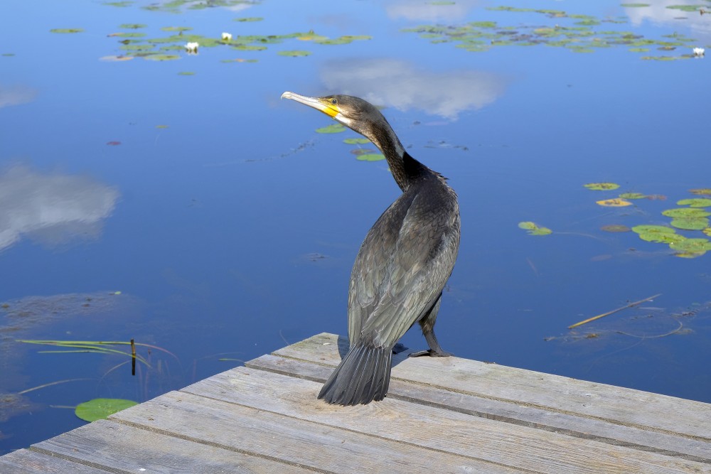 Phalacrocorax carbo