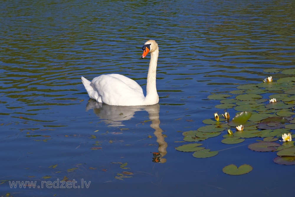 Mute swan