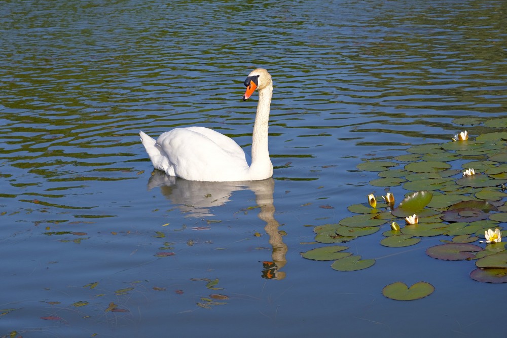Paugurknābja gulbis