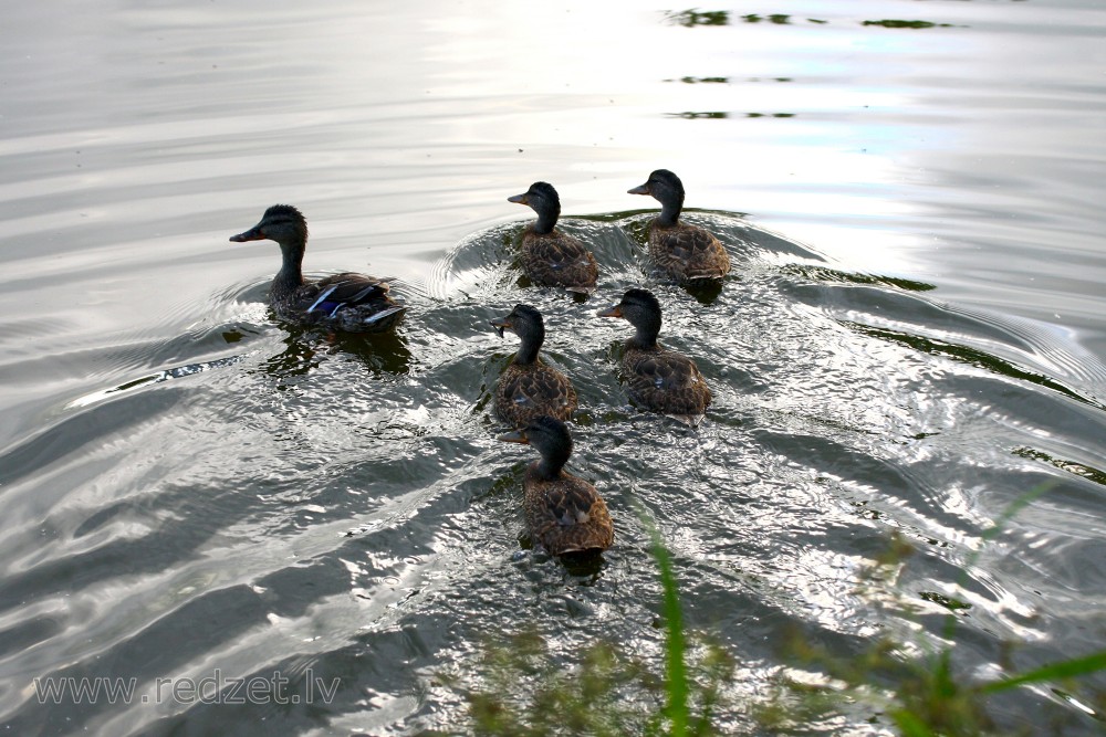 Mallard with new ducklings