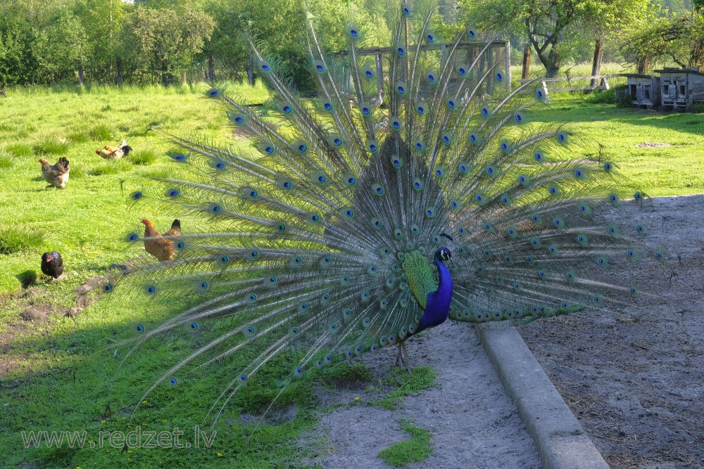 Indian peafowl Male