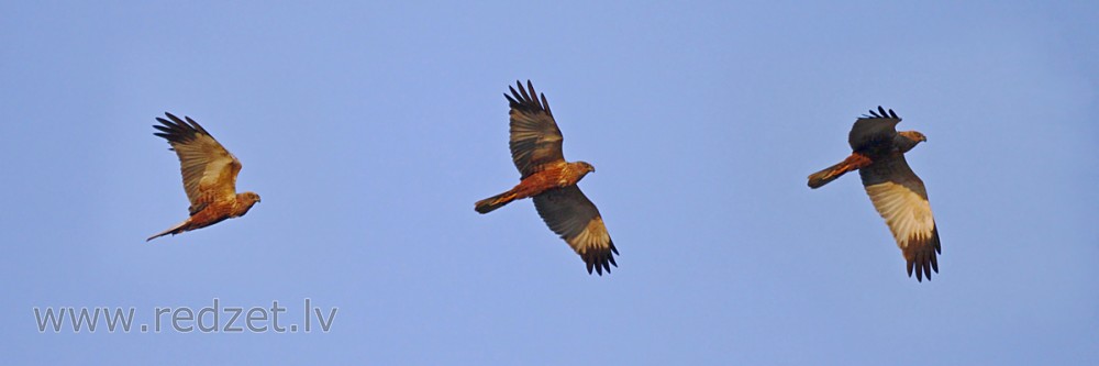 Niedru lija lidojumā