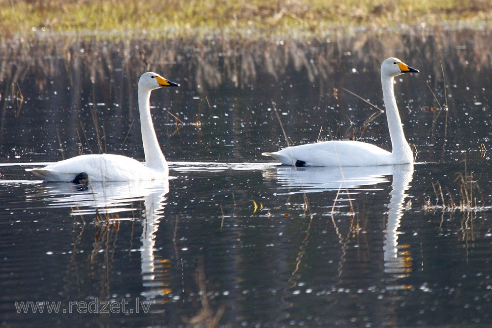 Whooper swan