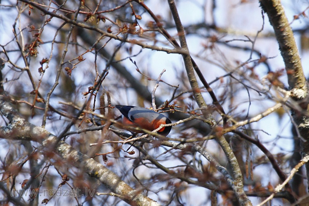 Svilpis jeb sarkankrūtītis