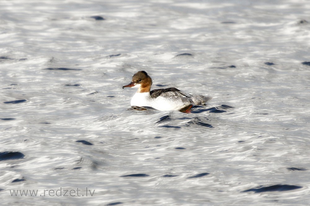 Lielā gaura (Mergus merganser)