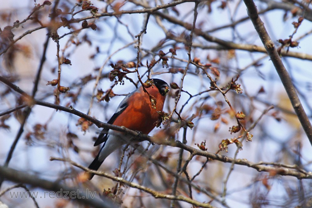 Svilpis jeb sarkankrūtītis