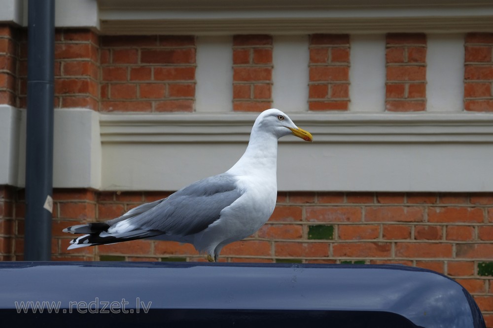 European Herring Gull's Close Up