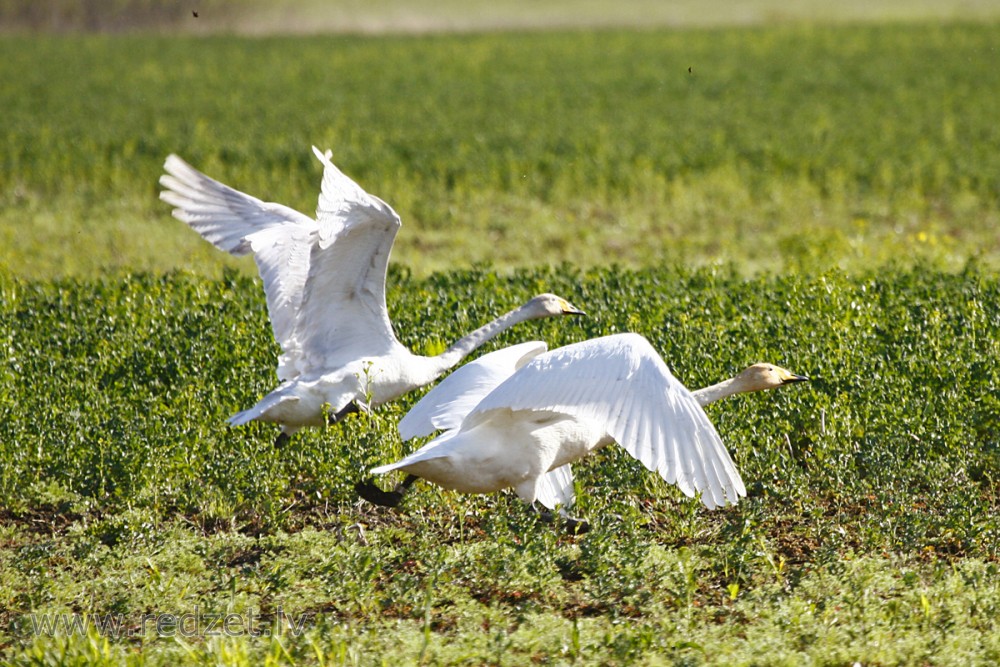 Whooper Swans in Flight