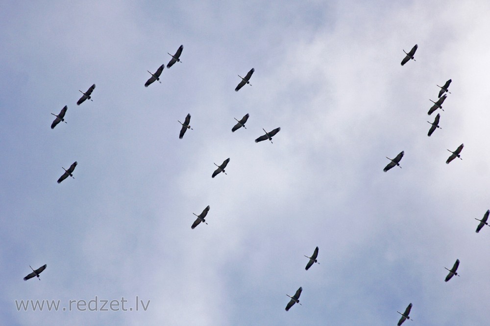 Dzērves (Grus grus)