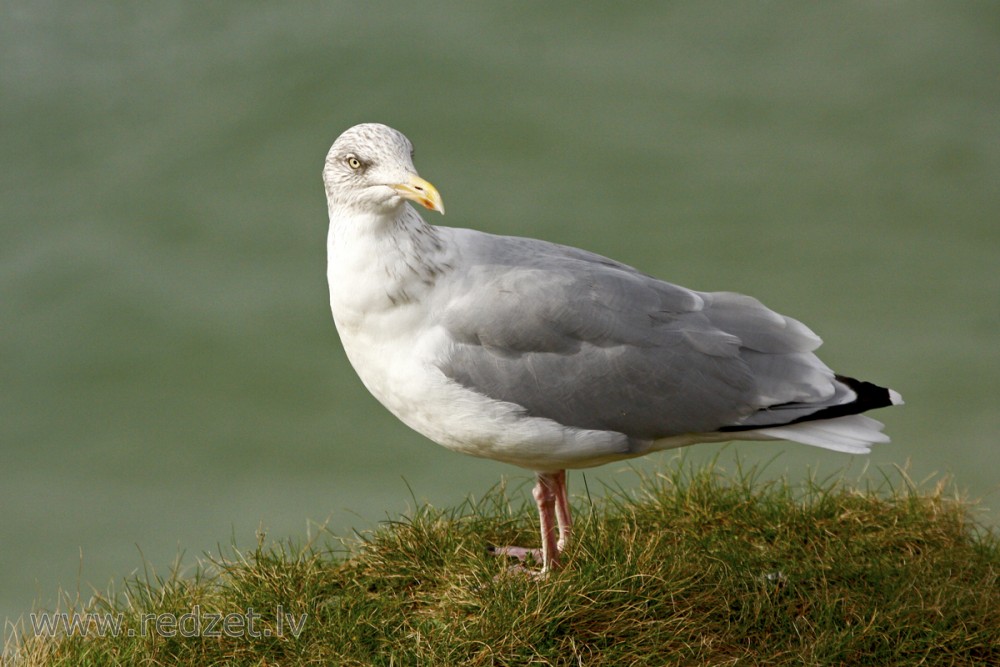 Sudrabkaija (Larus argentatus)