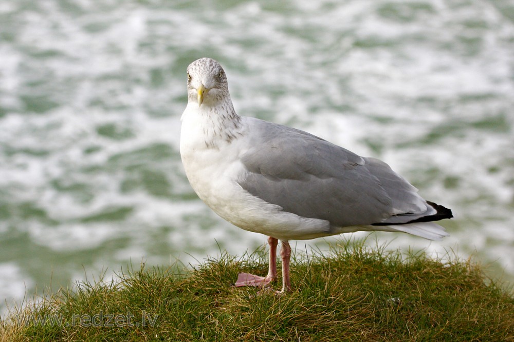Sudrabkaija (Larus argentatus)