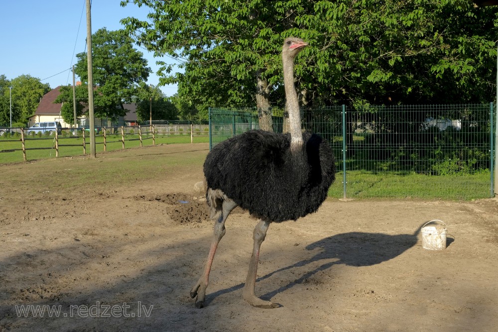 Common ostrich In Dundaga Exotic Animal Zoo
