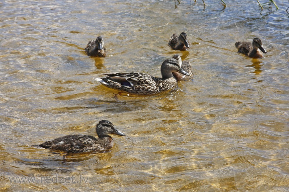 Mallard with ducklings
