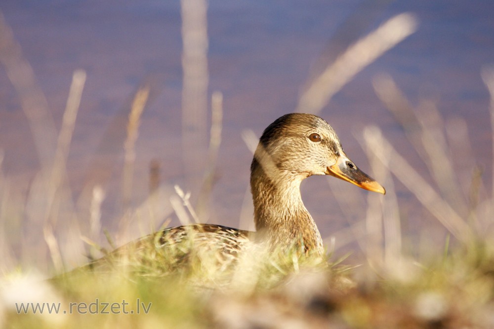 Female Mallard