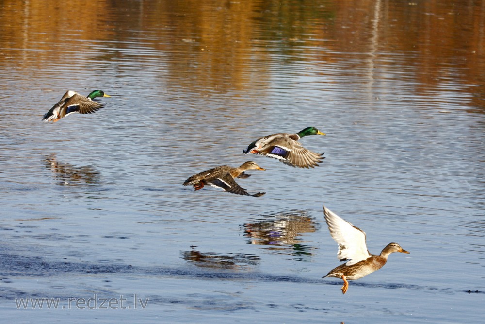 Mallard duck flying