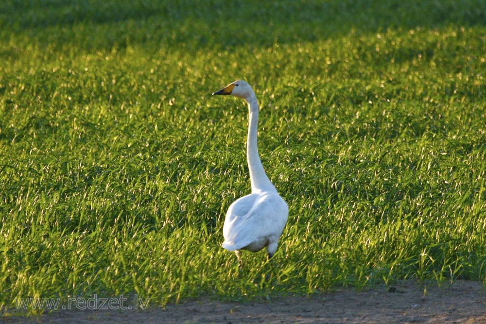 Whooper Swan on a Meadow