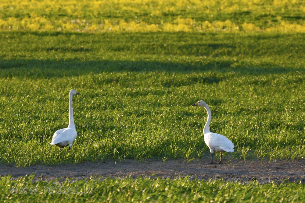 Whooper Swans on a Meadow