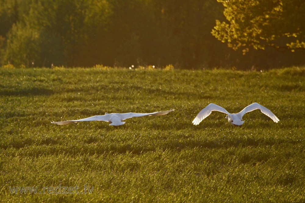 Whooper Swans in flight