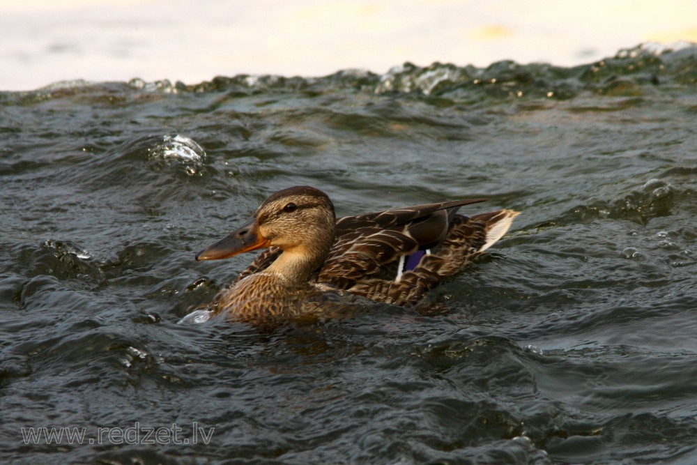 Female mallard