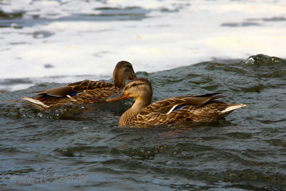 Female mallard