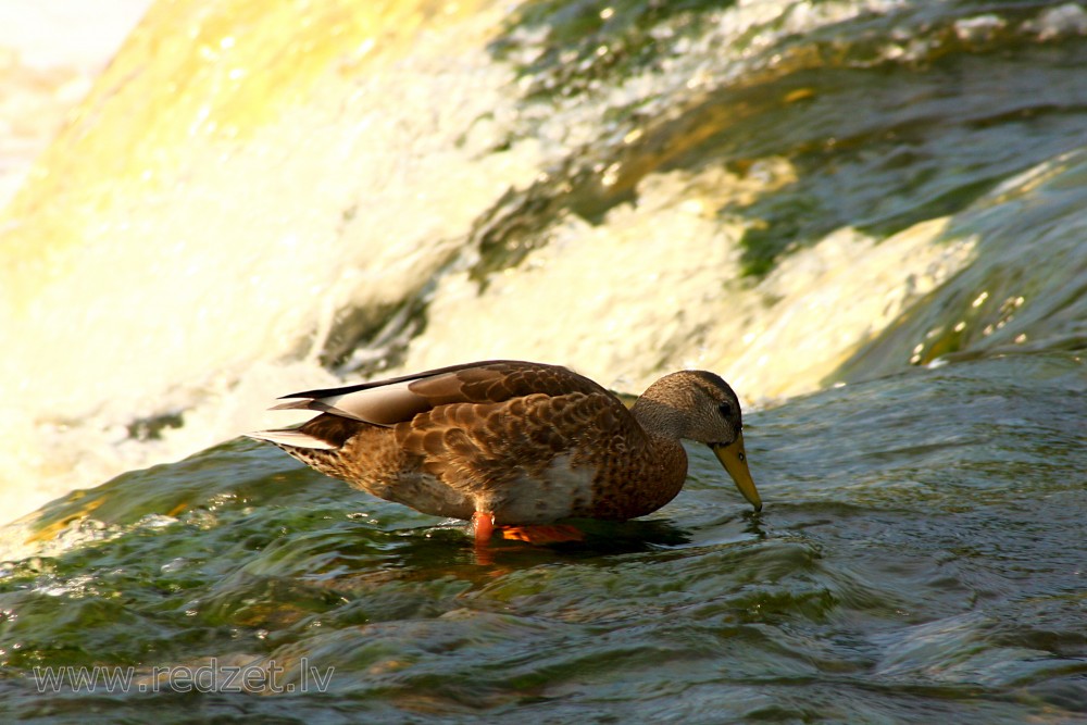 Female mallard