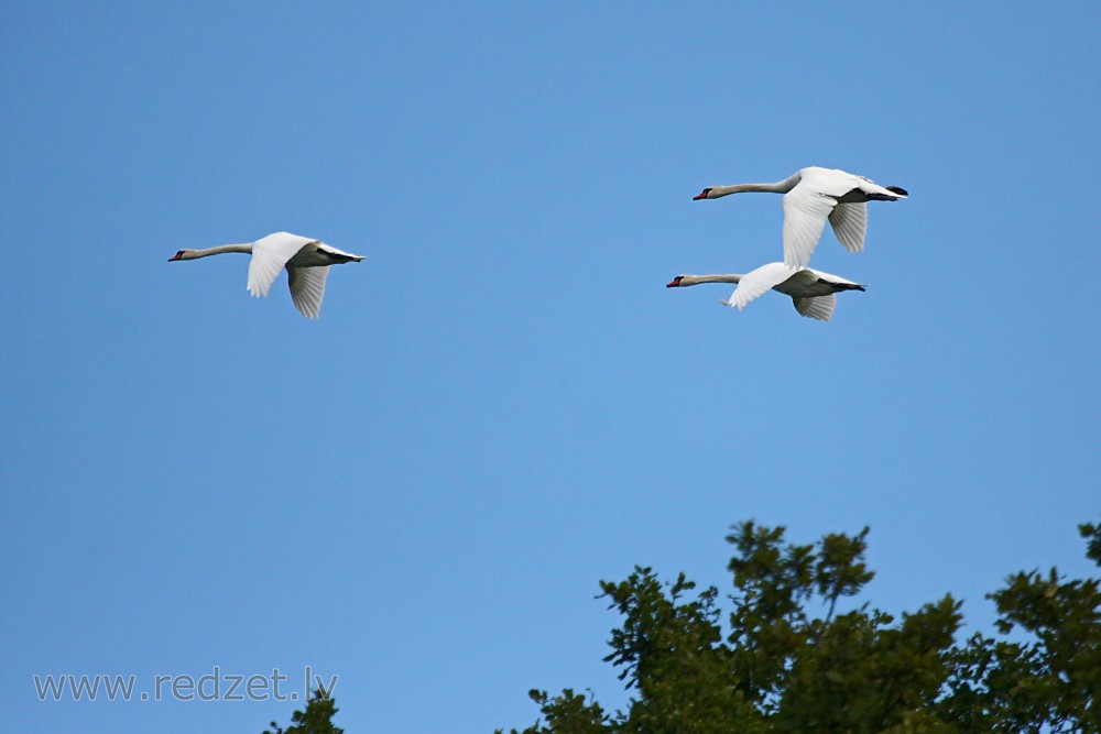 Mute swans in flight