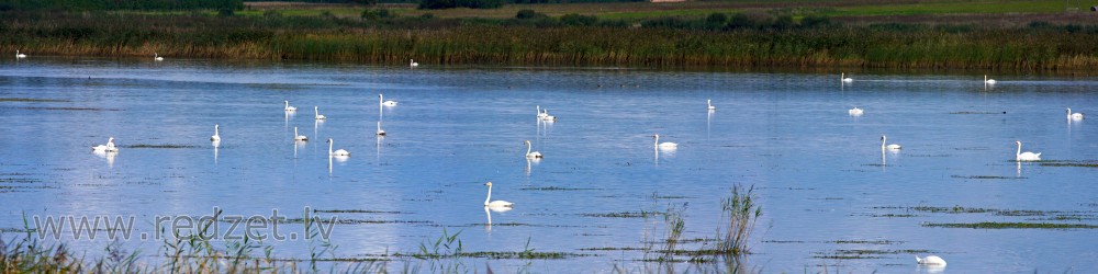 Swans in pond (panorama)