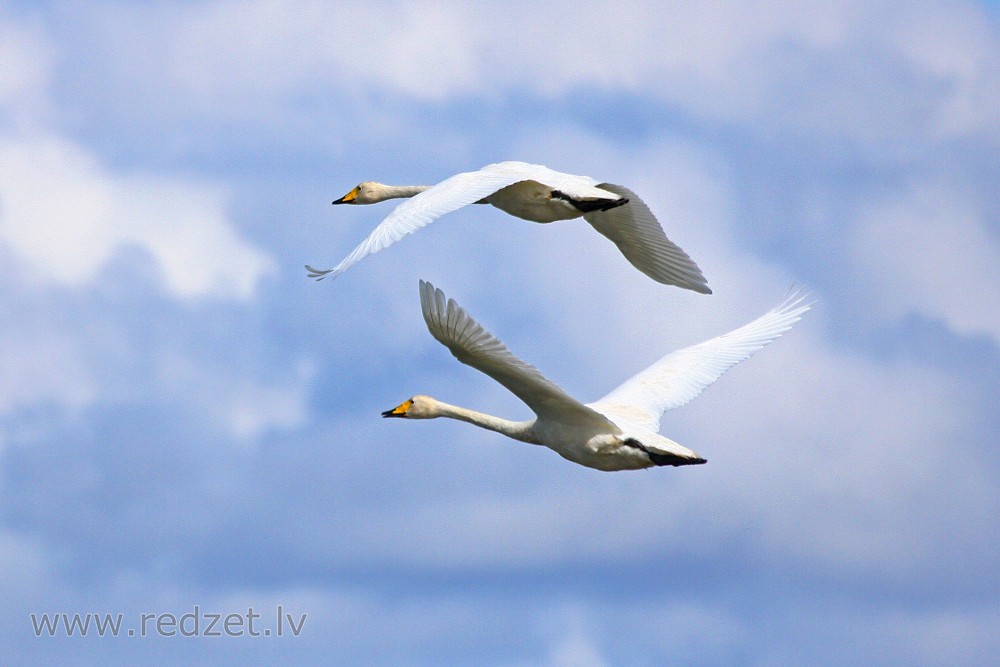 Whooper swans in flight