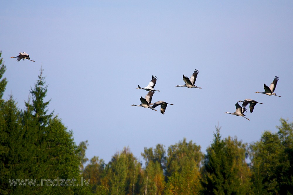 Common cranes in flight